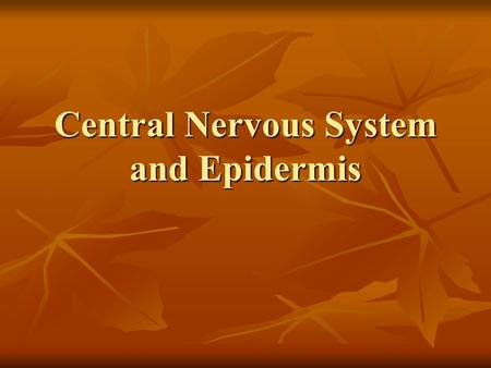 Central Nervous System and Epidermis. Neurulation What are the major derivatives of the ectoderm? What are the major derivatives of the ectoderm?