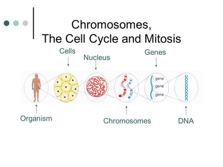 Chromosomes, The Cell Cycle and Mitosis Cells Chromosomes Genes DNA Organism Nucleus.