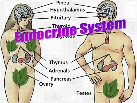 Endocrine System Overview Physically disconnected Controls growth, development, environmental responses Glands: Major organs of the endocrine system.
