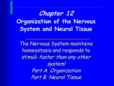 The Nervous System maintains homeostasis and responds to stimuli faster than any other system! Part A. Organization Part B. Neural Tissue Chapter 12 Organization.