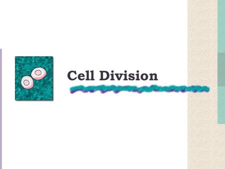 Cell Division. Lifespan of Cells Can you guess how often these cells to divide? Red Blood Cell = Stomach Cell = Skin Cell = Liver Cell = Muscle Cell =