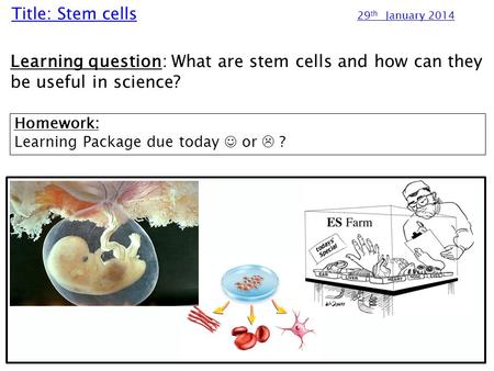 stem cells homework