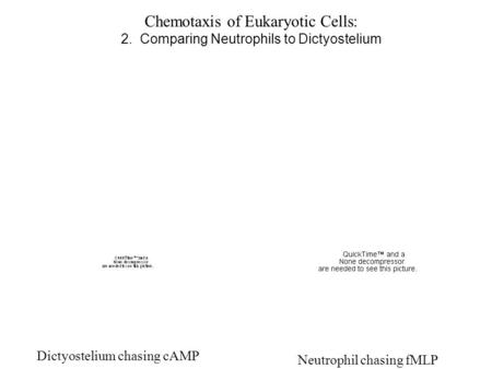 Chemotaxis of Eukaryotic Cells:
