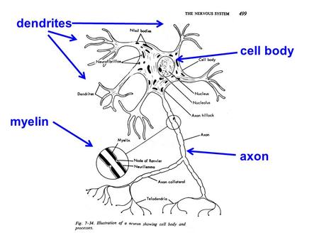 Dendrites axon cell body myelin. Perkins & Kent (1991)