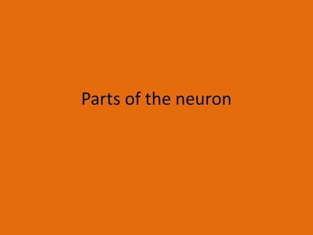 Parts of the neuron. The Parts of the Neuron 1. Dendrites - receive incoming messages to the nerve cell - resemble tree branches.