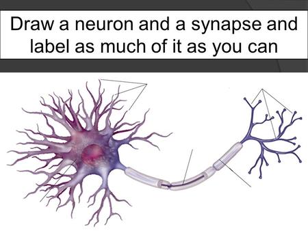 Draw a neuron and a synapse and label as much of it as you can