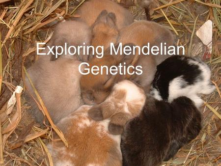 Exploring Mendelian Genetics. Independent Assortment Does the segregation of one pair of alleles affect the segregation of another pair of alleles? –Mendel.
