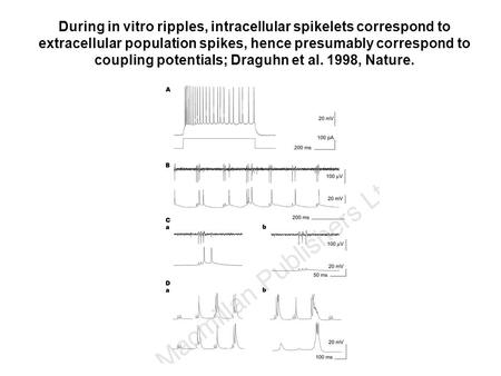 During in vitro ripples, intracellular spikelets correspond to extracellular population spikes, hence presumably correspond to coupling potentials; Draguhn.