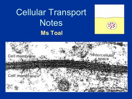 Cellular Transport Notes Ms Toal. About Cell Membranes 1.All cells have a cell membrane 2.Functions: a.Controls what enters and exits the cell to maintain.