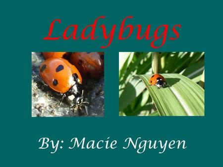Ladybugs By: Macie Nguyen Hi. My name is Macie.