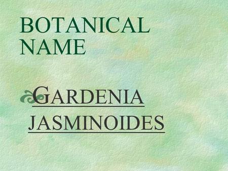 BOTANICAL NAME  G ARDENIA JASMINOIDES PRONUNCIATION  gar - DEE – nia Jaz – mih – NOY - deez.
