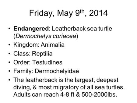Friday, May 9 th, 2014 Endangered: Leatherback sea turtle (Dermochelys coriacea) Kingdom: Animalia Class: Reptilia Order: Testudines Family: Dermochelyidae.