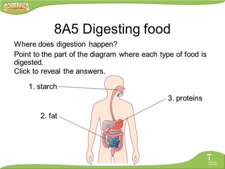 8A5 Digesting food Where does digestion happen?