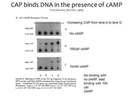 CAP binds DNA in the presence of cAMP from (Heyduk_Biochem_1989) No cAMP 100uM cAMP 10mM cAMP No binding with no cAMP, best binding with 100 uM cAMP. Increasing.