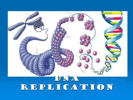 DNA Replication. Before We Begin – Let’s Review  Take out your DNA Structure Worksheet Let’s grade it!!! Let’s grade it!!! 1. What is the full name of.