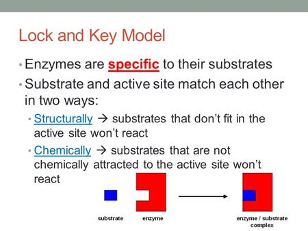 Lock and Key Model Enzymes are specific to their substrates Substrate and active site match each other in two ways: Structurally  substrates that don’t.