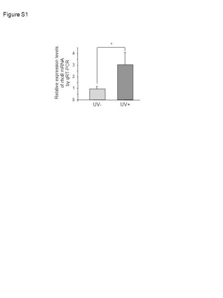Figure S1 0 1 2 3 4 UV- UV+ Relative expression levels of rhoB mRNA by qRT-PCR *