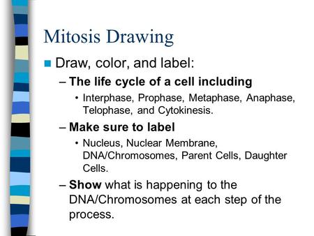 Mitosis Drawing Draw, color, and label: –The life cycle of a cell including Interphase, Prophase, Metaphase, Anaphase, Telophase, and Cytokinesis. –Make.