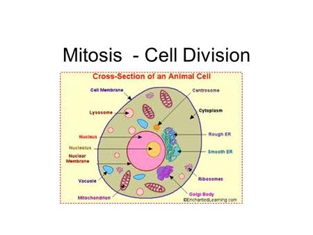 Mitosis - Cell Division. Living organisms have life cycles. Life cycles begin with organism’s formation, followed by growth and development and end in.
