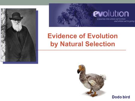 Evidence of Evolution by Natural Selection Dodo bird.