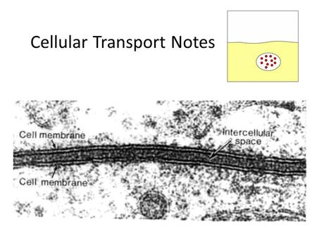 Cellular Transport Notes. About Cell Membranes 1.All cells have a cell membrane a.Controls what enters and exits the cell to maintain an internal balance.