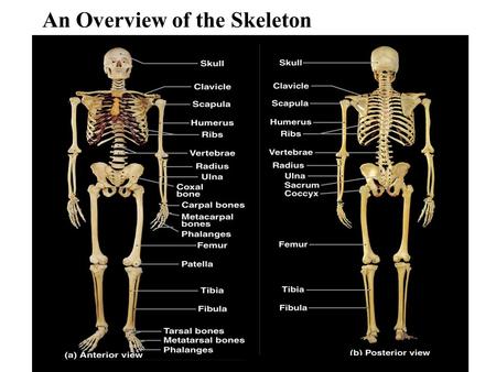An Overview of the Skeleton