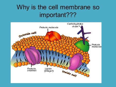 Why is the cell membrane so important???
