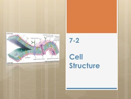 7-2 Cell Structure. Cell Wall  Provides structure and protection for the cell  Mostly carbohydrates  Protein fibers reinforce  Found in plants, fungi,