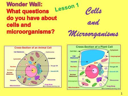 Cells and Microorganisms
