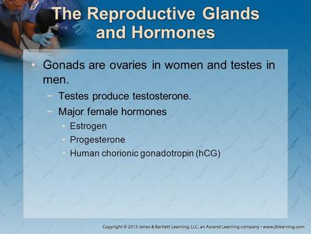 The Reproductive Glands and Hormones Gonads are ovaries in women and testes in men. −Testes produce testosterone. −Major female hormones Estrogen Progesterone.