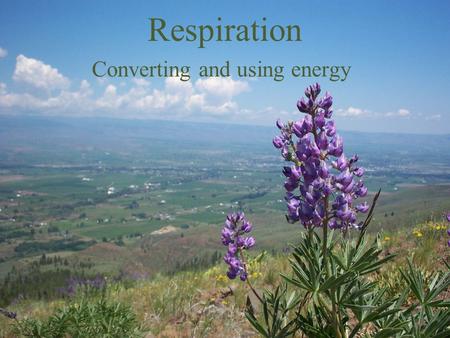 Respiration Converting and using energy. Respiration.