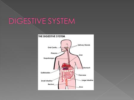  The digestive system is used for breaking down food into nutrients which then pass into the circulatory system and are taken to where they are needed.