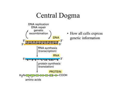 Central Dogma How all cells express genetic information.