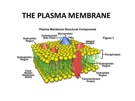 THE PLASMA MEMBRANE. I. MAINTAINING A BALANCE Homeostasis: the ability of an cell to maintain a constant internal/external environment – This is the plasma.