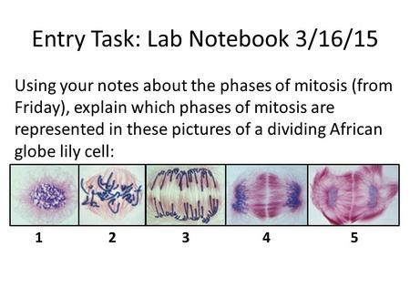 Entry Task: Lab Notebook 3/16/15 Using your notes about the phases of mitosis (from Friday), explain which phases of mitosis are represented in these pictures.