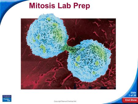 End Show Slide 1 of 38 Copyright Pearson Prentice Hall Mitosis Lab Prep.
