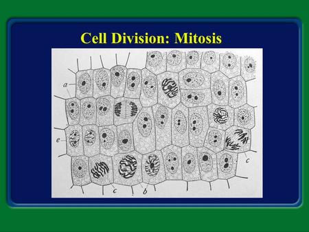 Cell Division: Mitosis Section 8.2 Summary – pages 201 - 210 Cell theory –All cells come from pre-existing cells –Cells are the basic unit of organization.