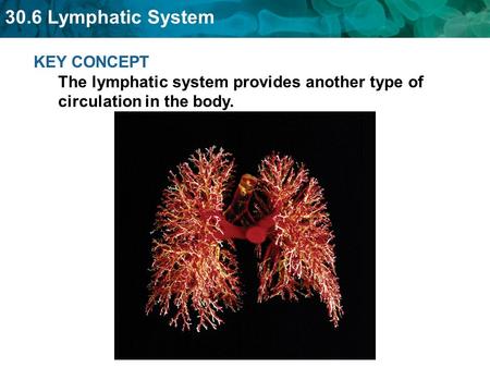 The lymphatic system collects fluid that leaks out of the capillaries.