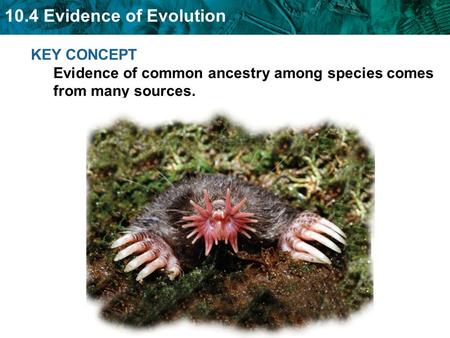 10.4 Evidence of Evolution KEY CONCEPT Evidence of common ancestry among species comes from many sources.