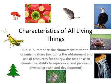 Characteristics of All Living Things