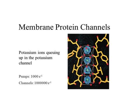 Membrane Protein Channels