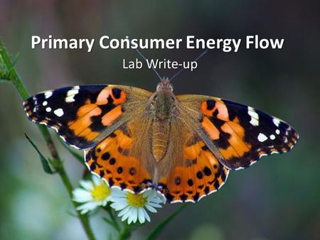 Primary Consumer Energy Flow Lab Write-up. Title.