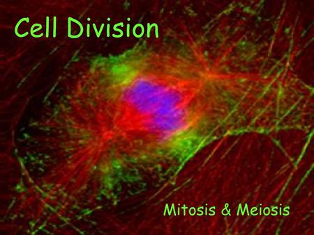 Cell Division Mitosis & Meiosis.