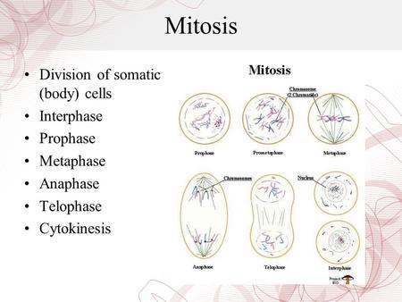 Mitosis Division of somatic (body) cells Interphase Prophase Metaphase