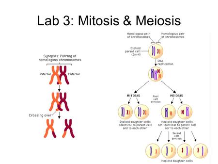 Lab 3: Mitosis & Meiosis.