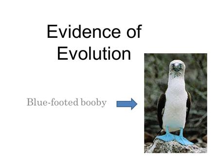 Evidence of Evolution Blue-footed booby.