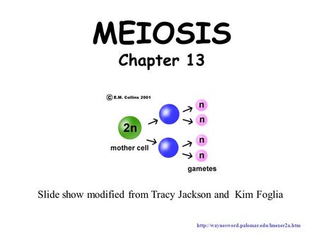 MEIOSIS Chapter 13 Slide show modified from Tracy Jackson and Kim Foglia http://waynesword.palomar.edu/lmexer2a.htm.