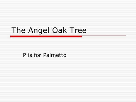 The Angel Oak Tree P is for Palmetto. A is for Angel Tree  A is for the angel oak tree, massive limbs greeting the sky. I wish it could tell me the stories.