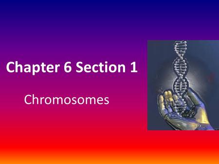 Chapter 6 Section 1 Chromosomes.