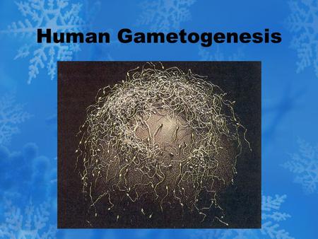 Human Gametogenesis.